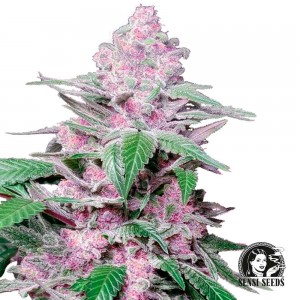 Comprar Lila Cookie Kush