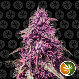 Comprar Purple Haze