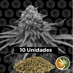 Comprar Pack de 10 Semillas Feminizadas