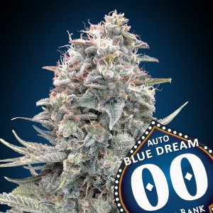 Comprar Auto Blue Dream