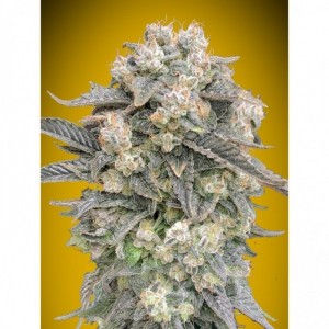 Comprar Auto Mimosa 00 Seeds