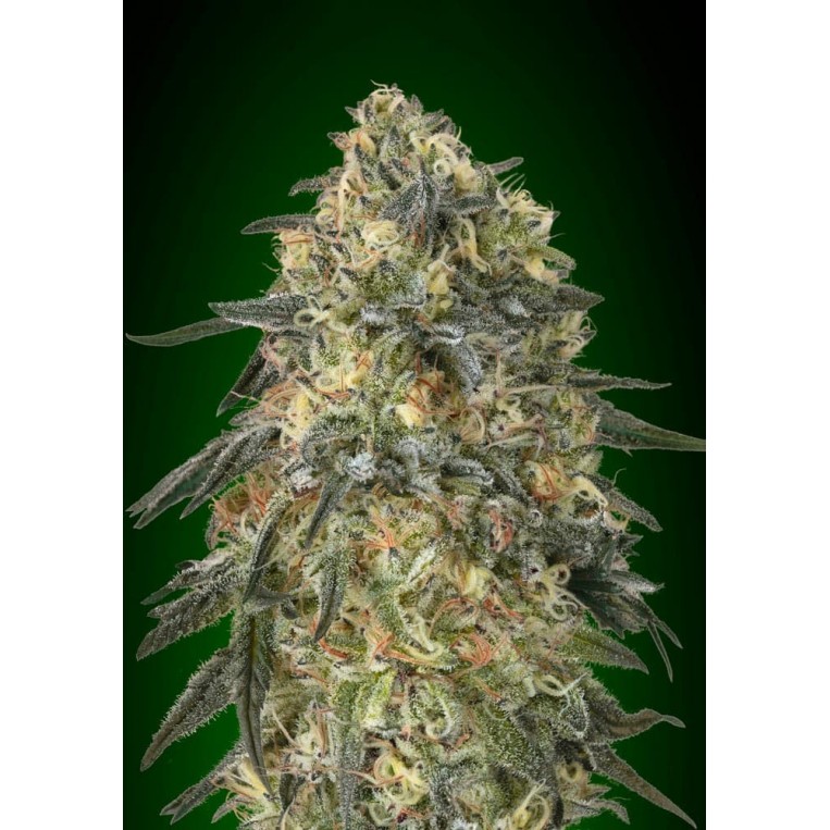 Gorilla 00 Seeds