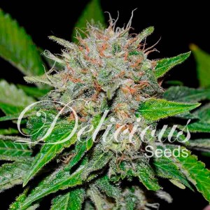 Comprar Deep Mandarine CBD