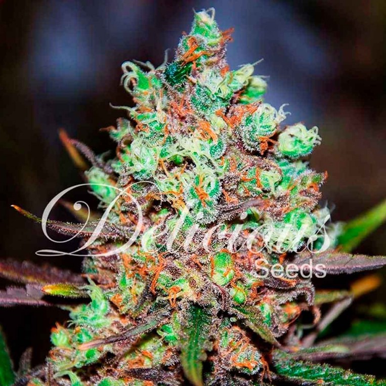 Cotton Candy Kush