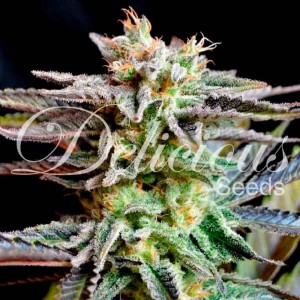 Comprar Sugar Black Rose Auto