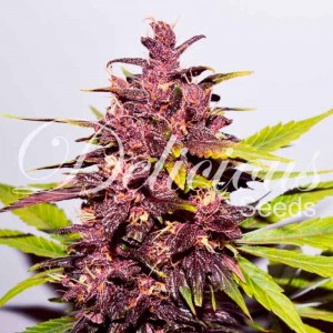 Comprar Dark Purple Auto