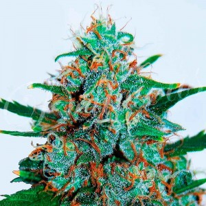 Comprar Critical Neville Haze Auto