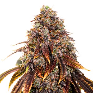 Comprar Gelato 41 Seedstockers