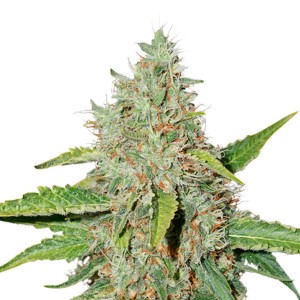 Comprar Northern Lights Auto Seedstockers