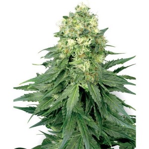 Comprar White Widow 10 u. fem. White Label FIN DE EXISTENCIAS