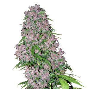 Comprar Purple Bud 3 u. fem. White Label FIN DE EXISTENCIAS