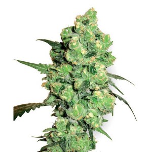 Comprar Cannabiogen New Mix 2.0 ÄSTHETISCHE TARA