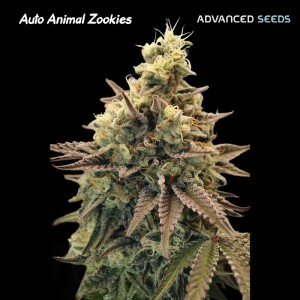 Comprar Auto Animal Zookies