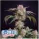 Strawberry Gorilla Auto Black Friday Paquete Semillas 10