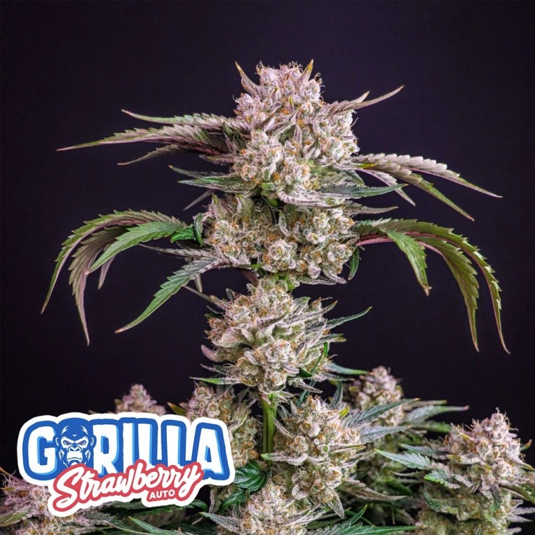 Strawberry Gorilla Auto Black Friday Paquete Semillas 10