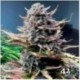 Gorilla Cookies Auto Black Friday Paquete Semillas 10