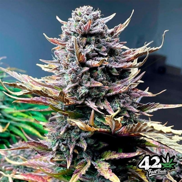 Gorilla Cookies Auto Black Friday Paquete Semillas 10