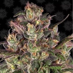 Comprar Peyote Critical Black Friday Paquete Semillas 10