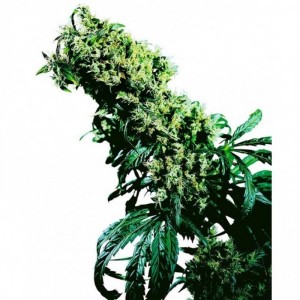 Comprar Northern Lights 5 X Haze Regular Black Friday Paquete Semillas 10