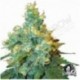 Jack Herer Black Friday Paquete Semillas 5