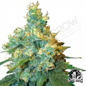 Comprar Jack Herer Black Friday Paquete Semillas 5