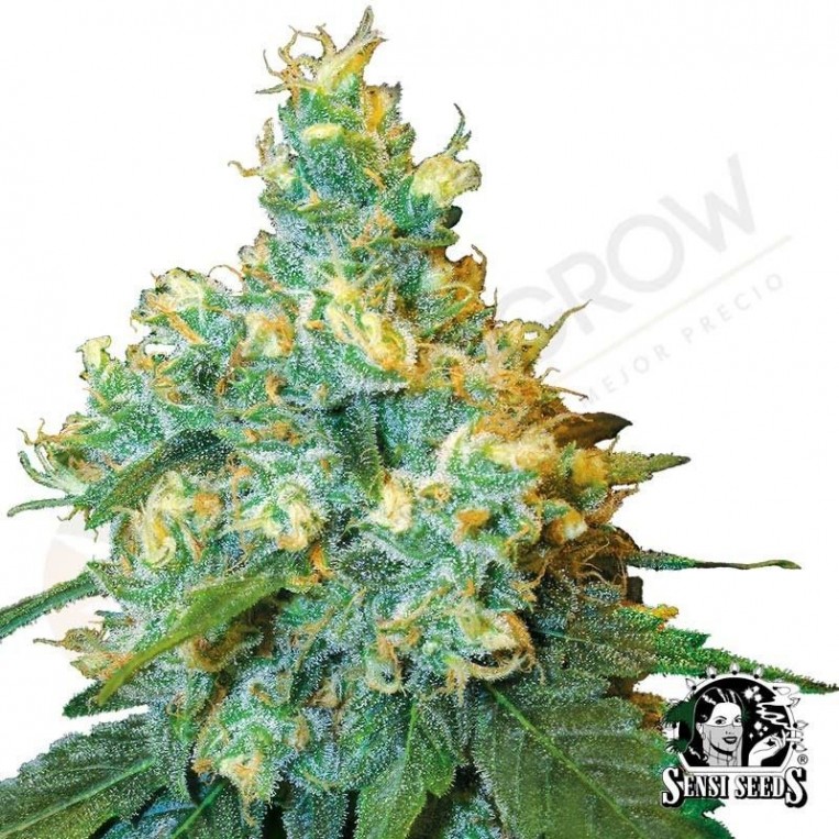 Jack Herer Black Friday Paquete Semillas 5