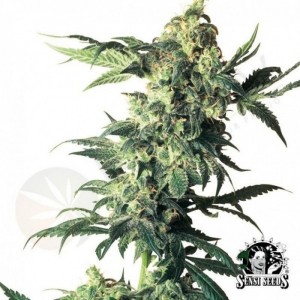 Northern lights Oferta Marzo Paquete Semillas 10