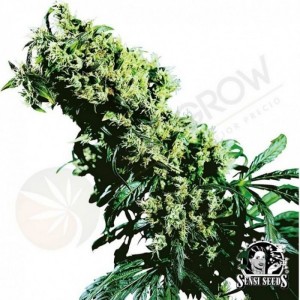 Comprar Northern Lights 5 X Haze Oferta Marzo Paquete Semillas 5