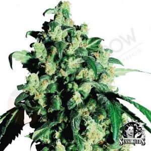 Comprar Super Skunk Black Friday Paquete Semillas 25