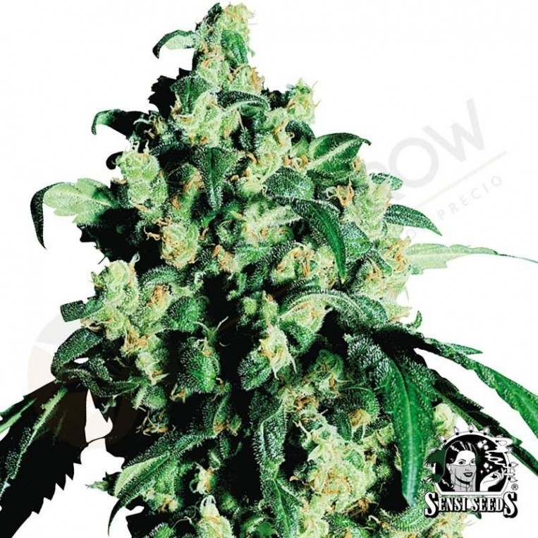 Super Skunk Black Friday Paquete Semillas 25