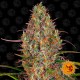 Glue Gelato Auto Black Friday Paquete Semillas 10