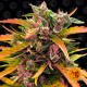 Gorilla Glue Auto Black Friday Paquete Semillas 10