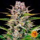 Gorilla Zkittlez Auto Black Friday Paquete Semillas 10