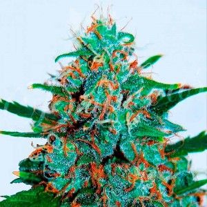 Comprar Critical Neville Haze Auto Black Friday Paquete Semillas 10