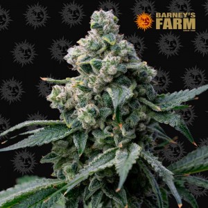 Comprar Bruce Banner Barneys Farm