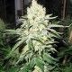No Name semillas de Medical Seeds Marihuana