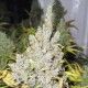 2046 Medical Seeds Semillas de Marihuana