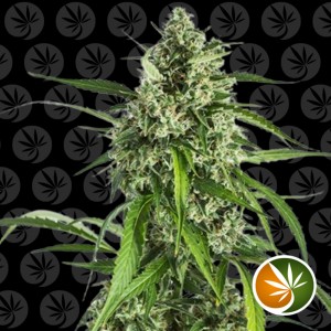 Comprar White Widow XXL Auto