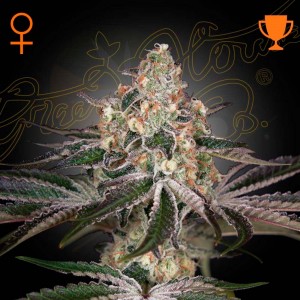 Comprar White widow Green House