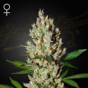 Comprar Moby Dick Green House Seeds