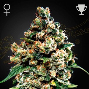 Comprar Jack Herer Green House Seeds