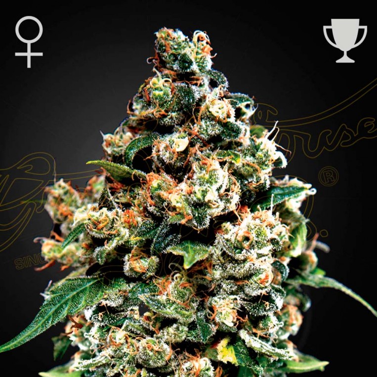 Jack Herer Green House Seeds