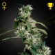 Mango Haze Green House Seeds