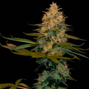 Comprar Exodus Kush 6 semillas