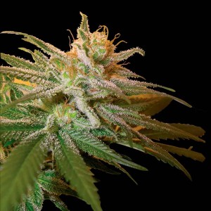 Comprar Semillas de Marihuana Kushberry 6 Unidades