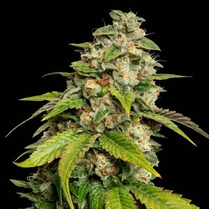 Comprar Sour Kush 6 Einheiten