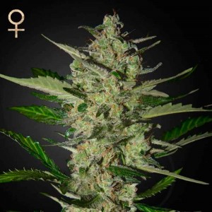 Comprar Semillas de Marihuana Flowerbomb Kush