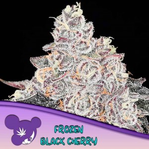 Comprar Frozen Black Cherry