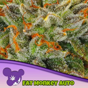 Comprar Fat Monkey Auto