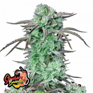 Comprar Strawberry Banana Auto Fast Buds